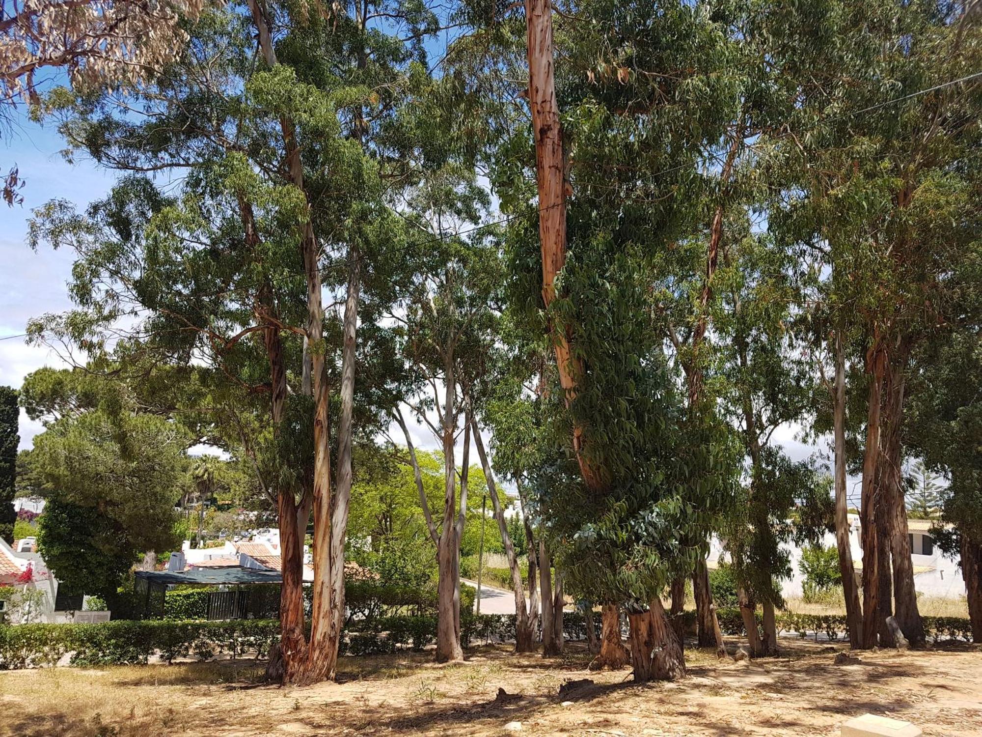 Apartment Garden View