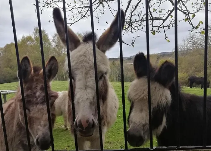 Durham Donkey Rescue Shepherd'S Hut