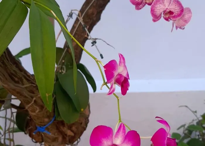 Hostel Salvador Orquídeas
