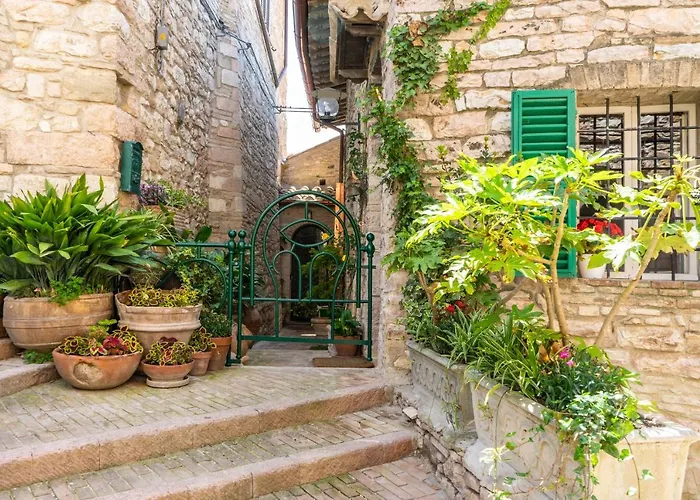 La Viola di Assisi