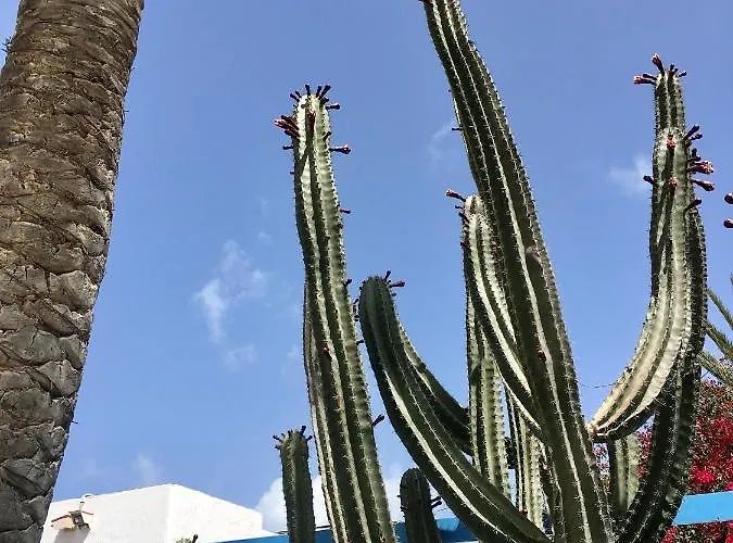 Casa Cactus
