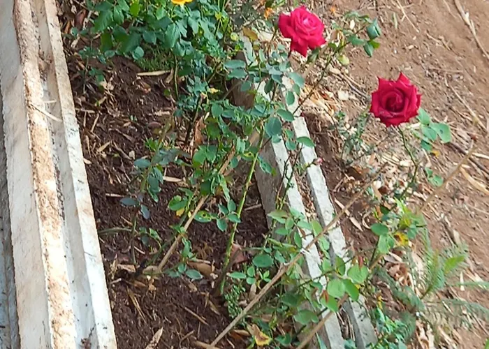 Rancho dos Pássaros Amarelos