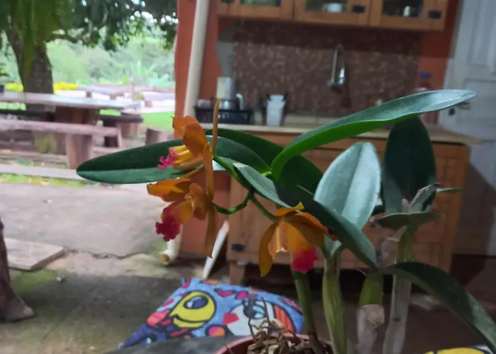 Rancho Dos Passaros Amarelos
