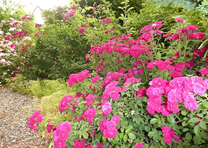 Pension Zur Rose