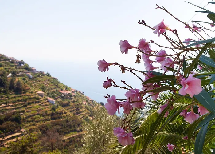 Il Nettare