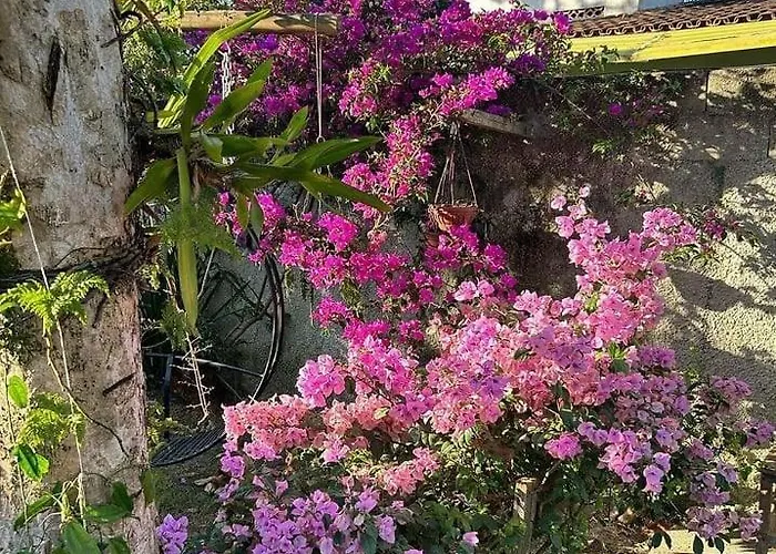 Casa Clorophila