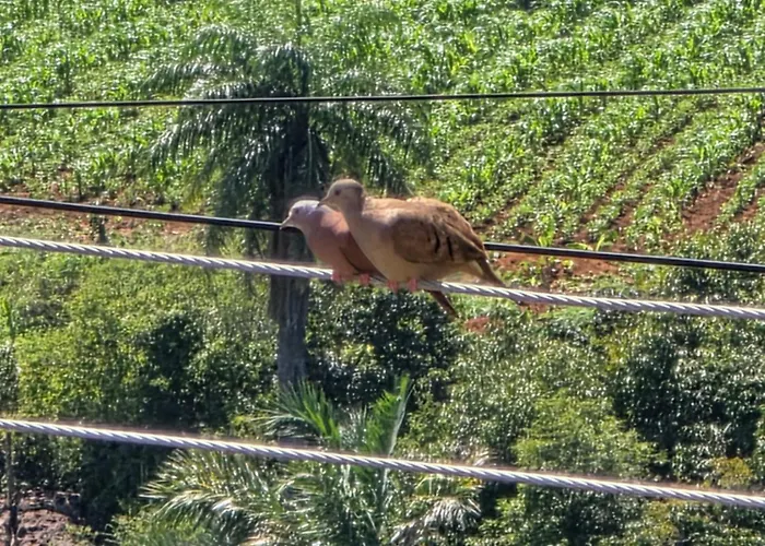 Chácara Duquinha