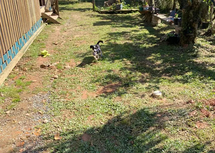 Cabana da palmeira