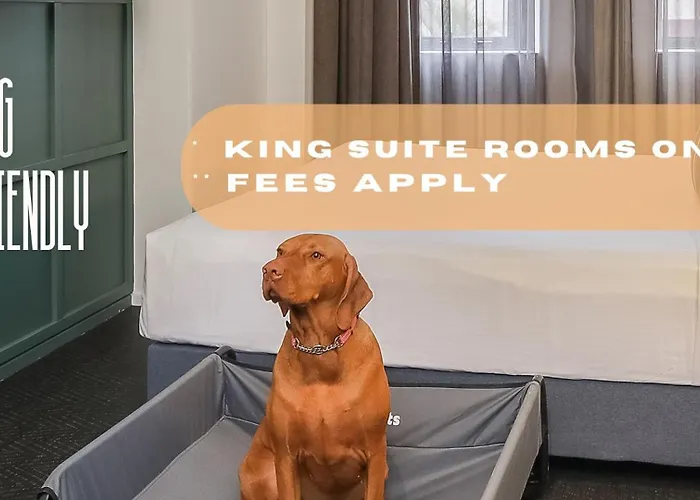 Pet Friendly hotel: The Urban Newtown