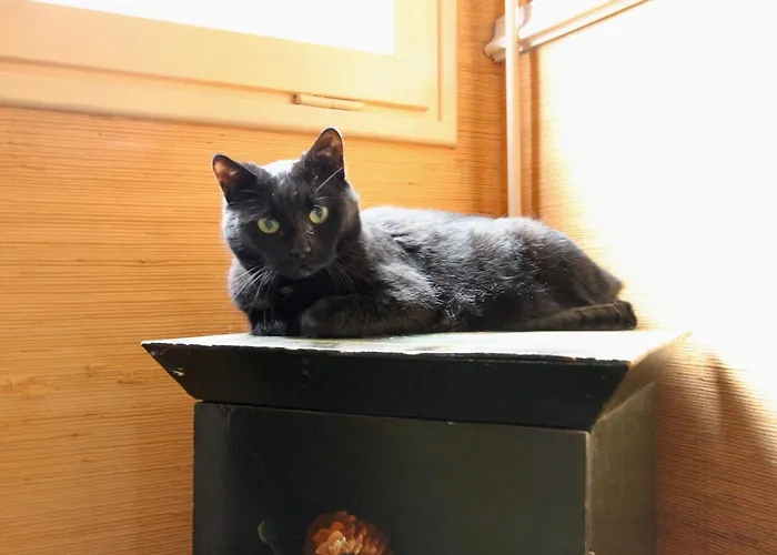 Huisdiervriendelijk hotel: Hôtel Chopin