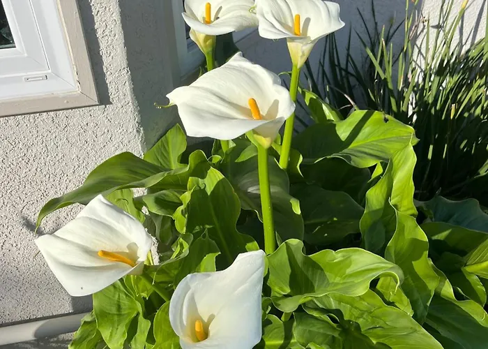 Wine Country Pool Oasis For Couples Or Groups