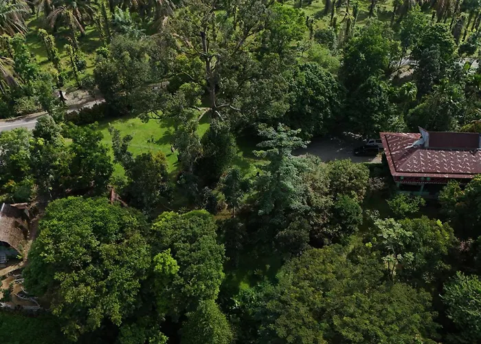 Green Forest Tangkahan