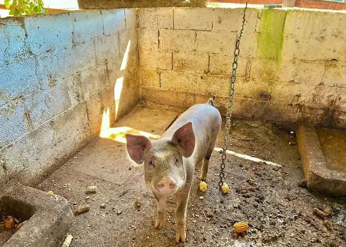 Pousada Sítio Santa Justa - Viva uma experiência única no campo