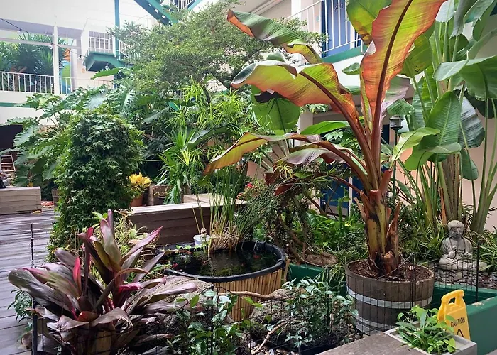 Oasis